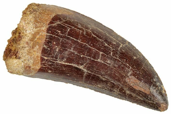 Serrated, Carcharodontosaurus Tooth - Real Dinosaur Tooth #241353